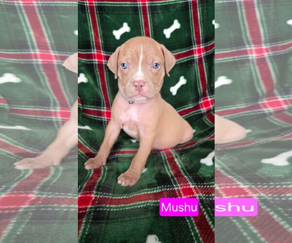 Medium Photo #2 American Pit Bull Terrier-Unknown Mix Puppy For Sale in Duluth, MN, USA