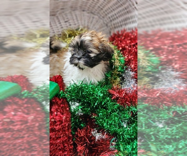 Medium Photo #7 Shih Tzu Puppy For Sale in GREENWOOD, WI, USA