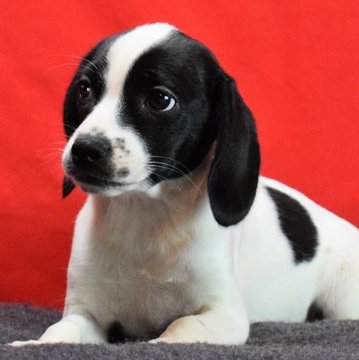 Medium Photo #1 Beagle Puppy For Sale in CHATTANOOGA, TN, USA