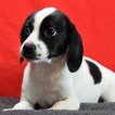 Small Photo #1 Beagle Puppy For Sale in CHATTANOOGA, TN, USA