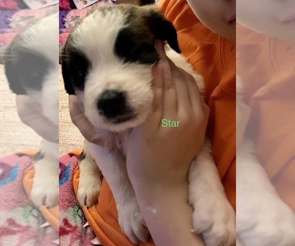 Medium Photo #5 Saint Bernard Puppy For Sale in DURANGO, IA, USA