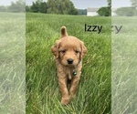 Image preview for Ad Listing. Nickname: Litter of 9