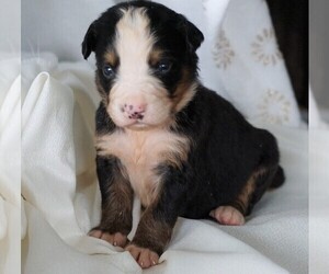Bernese Mountain Dog Puppy for sale in FREDERICKSBG, OH, USA