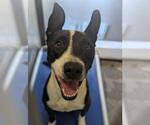 Small #1 Mutt