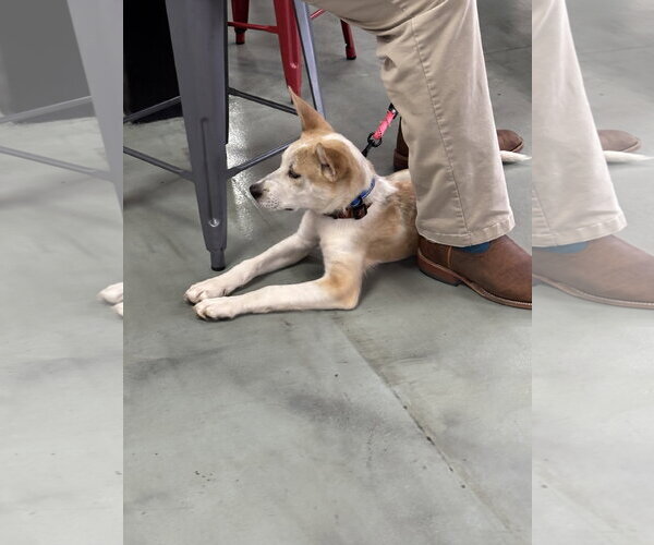 Medium Photo #4 Mutt Puppy For Sale in Holly Springs, NC, USA