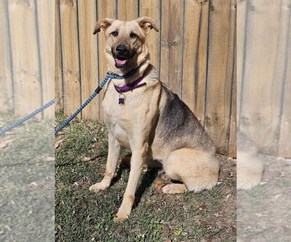 Medium Photo #1 German Shepherd Dog Puppy For Sale in Mt. Airy, MD, USA