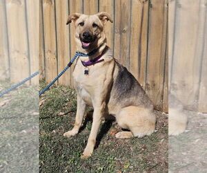 German Shepherd Dog Dogs for adoption in Mt. Airy, MD, USA