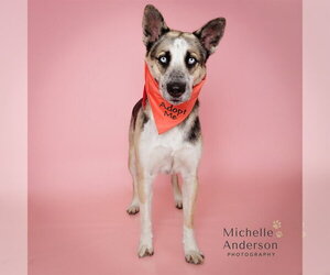Gerberian Shepsky Dogs for adoption in Corona, CA, USA