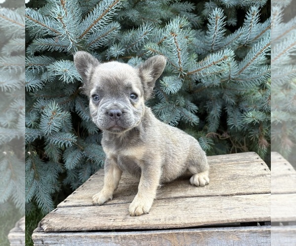 Medium Photo #4 French Bulldog Puppy For Sale in MIDDLEBURY, IN, USA