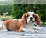 Puppy Peter Cavalier King Charles Spaniel