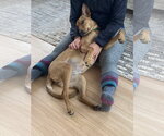 Small #2 Mutt