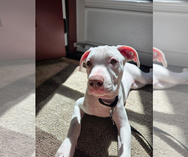 Medium Photo #6 American Pit Bull Terrier-Unknown Mix Puppy For Sale in Oak Bluffs, MA, USA