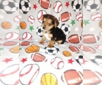 Small #15 Yorkshire Terrier