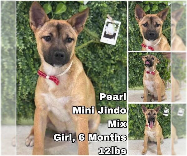 Medium Photo #1 Mutt Puppy For Sale in Seattle, WA, USA