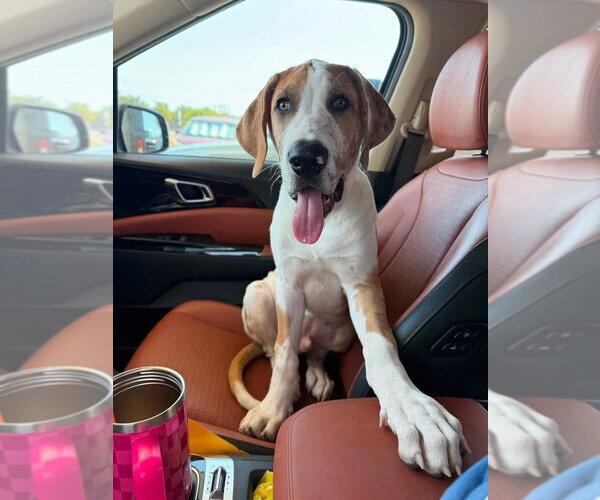 Medium Photo #4 Great Dane-Unknown Mix Puppy For Sale in OKLAHOMA CITY, OK, USA