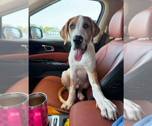 Burrito - Male Great Dane-Unknown Mix Dog for Adoption - Photo #4