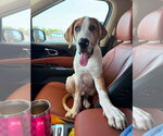 Small Photo #4 Great Dane-Unknown Mix Puppy For Sale in OKLAHOMA CITY, OK, USA