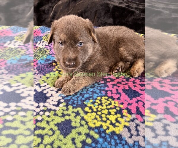 Medium Photo #5 German Shepherd Dog Puppy For Sale in PIEDMONT, MO, USA