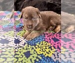 Spiced Orange - Male German Shepherd Dog Puppy for Sale - Photo #5