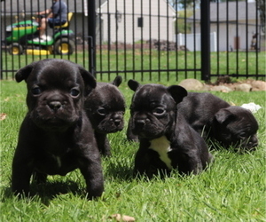 French Bulldog Litter for sale in MANCHESTER, MI, USA