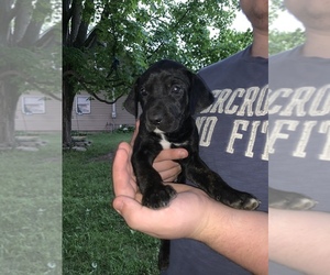 Catahoula Leopard Dog Puppy for sale in POTSDAM, NY, USA