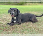 Small #3 Basset Hound-Retriever  Mix