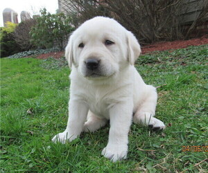 Labrador Retriever Puppy for sale in LOUDONVILLE, OH, USA