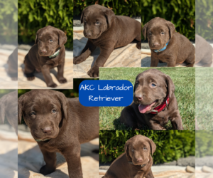 Labrador Retriever Litter for sale in GOSHEN, IN, USA