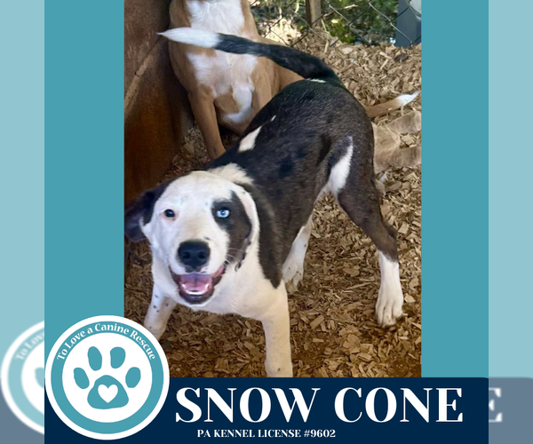 Medium Photo #6 Beagle-Catahoula Leopard Dog Mix Puppy For Sale in Kimberton, PA, USA