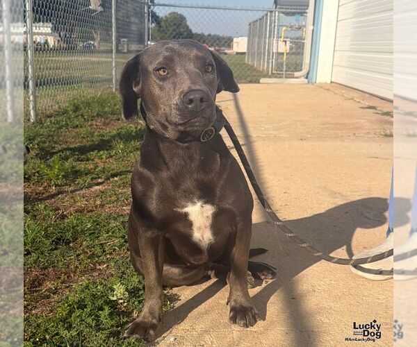 Medium Photo #2 Labrador Retriever-Unknown Mix Puppy For Sale in Washington, DC, USA