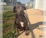 Small Photo #2 Labrador Retriever-Unknown Mix Puppy For Sale in Washington, DC, USA