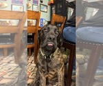 Small #8 Mastiff