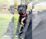 Puppy Sox Cane Corso
