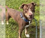 Small #1 American Staffordshire Terrier-Rottweiler Mix