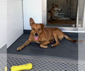 BASIL - Male Chihuahua-Unknown Mix Dog for Adoption - Photo #2
