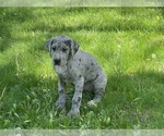 Puppy Millie Great Dane
