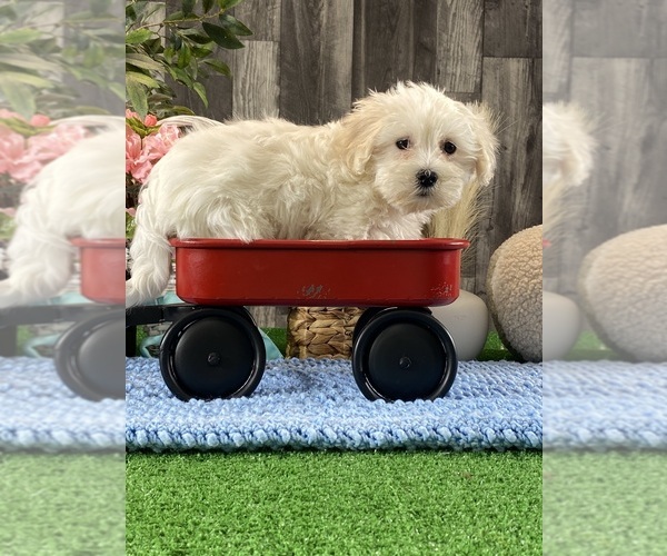 Medium Photo #2 Coton de Tulear Puppy For Sale in CANOGA, NY, USA