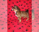 Small #6 Shorkie Tzu