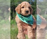 Small #33 Goldendoodle