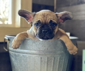 French Bulldog Puppy for sale in SARALAND, AL, USA