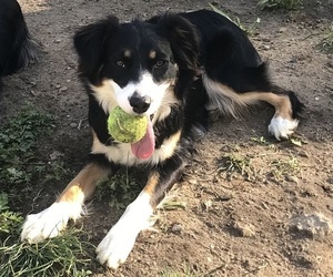 Mother of the Australian Shepherd puppies born on 11/25/2025
