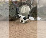 Small #2 Wire Fox Terrier