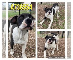 American Staffordshire Terrier-Unknown Mix Dogs for adoption in San Antonio, TX, USA