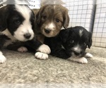 Small Photo #3 Aussiedoodle Miniature  Puppy For Sale in GILBERT, AZ, USA