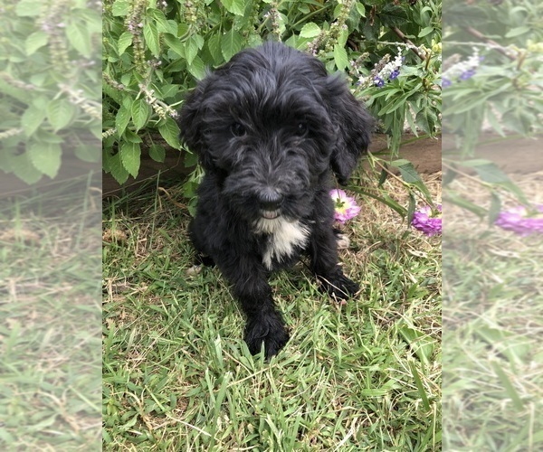 Medium Photo #6 Bernedoodle Puppy For Sale in AUGUSTA, WV, USA