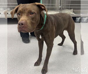 Labrador Retriever-Unknown Mix Dogs for adoption in Washington, DC, USA