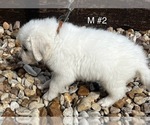 Small Photo #6 Great Pyrenees Puppy For Sale in LOCKHART, TX, USA