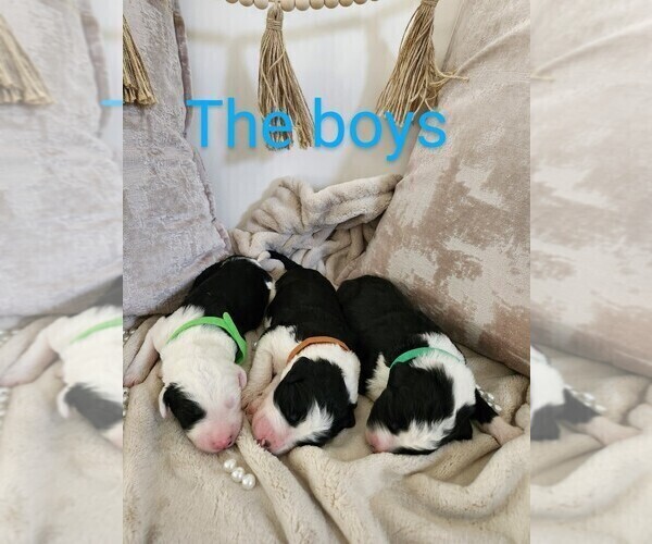 Medium Photo #12 Sheepadoodle Puppy For Sale in LEHI, UT, USA