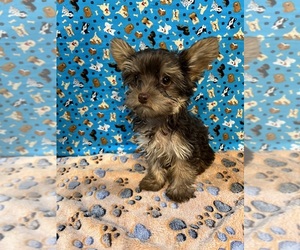 Yorkshire Terrier Puppy for sale in NORMANGEE, TX, USA