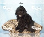 Small Photo #5 Poodle (Miniature) Puppy For Sale in SANGER, TX, USA